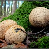 Pestřec obecný (Scleroderma citrinum) od Jiří Kubiena