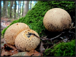 Pestřec obecný (Scleroderma citrinum) od Jiří Kubiena