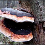 Troudnatec pásovaný (Fomitopsis pinicola) od Jiří Kubiena