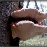 Troudnatec pásovaný (Fomitopsis pinicola) od Jiří Kubiena