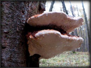 Troudnatec pásovaný (Fomitopsis pinicola) od Jiří Kubiena