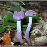 Lakovka ametystová (Laccaria amethystina) od Jiří Kubiena