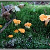 Liška obecná (Cantharellus cibarius) od Jiří Kubiena