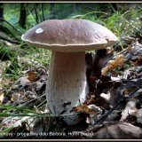 Hřib smrkový (Boletus edulis) od Jiří Kubiena