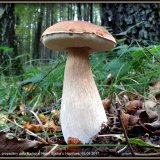 Hřib smrkový (Boletus edulis) od Jiří Kubiena