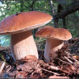 Hřib smrkový (Boletus edulis) od Jiří Kubiena