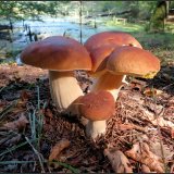 Hřib smrkový (Boletus edulis) od Jiří Kubiena