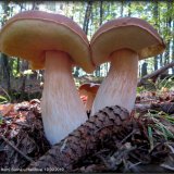 Hřib smrkový (Boletus edulis) od Jiří Kubiena