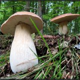 Hřib smrkový (Boletus edulis) od Jiří Kubiena