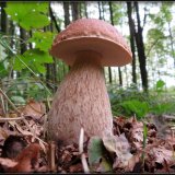 Hřib smrkový (Boletus edulis) od Jiří Kubiena