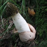 Hadovka smrdutá (Phallus impudicus) od Jiří Kubiena