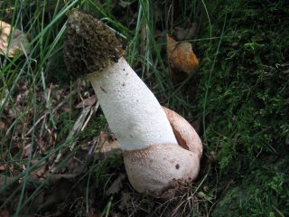 Hadovka smrdutá (Phallus impudicus) od Jiří Kubiena