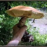 Křemenáč březový (Leccinum versipelle) od Jiří Kubiena