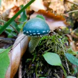 Límcovka měděnková (Stropharia aeruginosa) od Kateřina Pernická