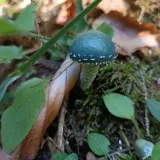 Límcovka měděnková (Stropharia aeruginosa) od Kateřina Pernická