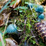 Límcovka měděnková (Stropharia aeruginosa) od Kateřina Pernická