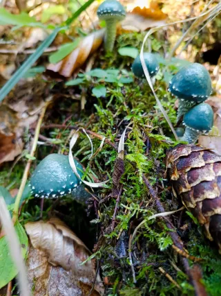 Límcovka měděnková (Stropharia aeruginosa) od Kateřina Pernická