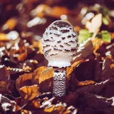 Bedla vysoká (Macrolepiota procera) od Tomáš