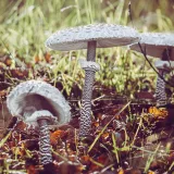 Bedla vysoká (Macrolepiota procera) od Tomáš