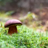 Hřib hnědý (Boletus badius) od Tomáš