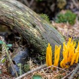 Krásnorůžek lepkavý (Calocera viscosa) od Tomáš