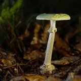 Muchomůrka zelená (Amanita phalloides) od Tomáš