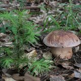 Hřib borový (Boletus pinophilus) od vlk