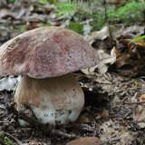 Hřib borový (Boletus pinophilus) od vlk