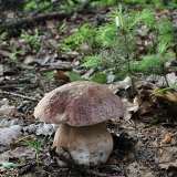 Hřib borový (Boletus pinophilus) od vlk