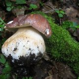 Hřib borový (Boletus pinophilus) od vlk