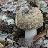 Muchomůrka růžovka (Amanita rubescens) od vlk