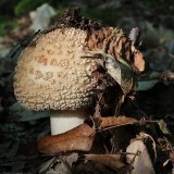 Muchomůrka růžovka (Amanita rubescens) od vlk