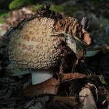 Muchomůrka růžovka (Amanita rubescens) od vlk