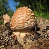 Muchomůrka růžovka (Amanita rubescens) od vlk