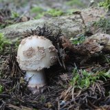 Muchomůrka růžovka (Amanita rubescens) od vlk