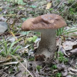 Kozák březový (Leccinum scabrum) od vlk