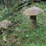 Kozák březový (Leccinum scabrum) od vlk