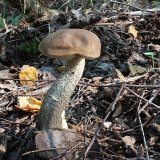 Kozák březový (Leccinum scabrum) od vlk