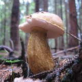 Hřib žlučník (Tylopilus felleus) od vlk