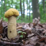 Kozák dubový (Leccinellum crocipodium) od vlk