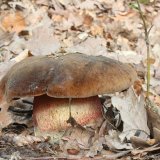 Hřib kovář (Neoboletus luridiformis) od vlk