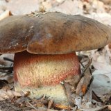 Hřib kovář (Neoboletus luridiformis) od vlk