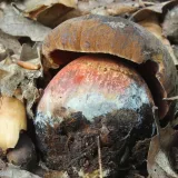 Hřib kovář (Neoboletus luridiformis) od vlk