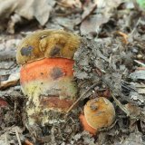 Hřib kovář (Neoboletus luridiformis) od vlk