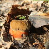 Hřib kovář (Neoboletus luridiformis) od vlk