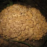 Choroš oříš (Polyporus umbellatus) od vlk