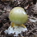 Muchomůrka zelená (Amanita phalloides) od vlk