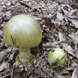 Muchomůrka zelená (Amanita phalloides) od vlk