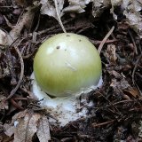 Muchomůrka zelená (Amanita phalloides) od vlk