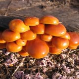 Penízovka sametonohá (Flammulina velutipes) od vlk